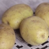Förvara potatis