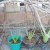 Aloe vera växter