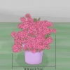 Beskärning av azaleor