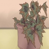Att odla begonia