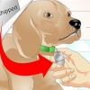 Avgöra om en hund har ett chip