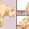 Hur man avgör om en katt har rabies