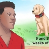 Avgöra om din hund har parvo