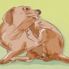 Avgöra om din hund har loppor