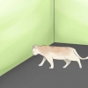 Avgöra om din katt är blind