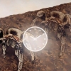 Avgöra om din tarantula smälter