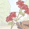 Förökning av bougainvillea