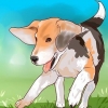 Träning beagle