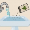 Plantera cannabisfrön inomhus