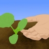 Växande cantaloupes