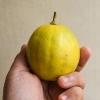 Mogna citroner
