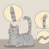 Kommunicera med din katt
