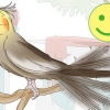 Förstå cockatiels gester