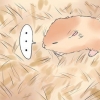 Behandla din hamsters brutna ben