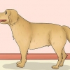 Mätning av längden på en hund