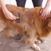 Anser en golden retriever's coat