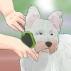 Trimma en westie's coat