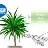 Beskärning dracaena