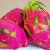 Äter drakfrukt (pitaya)