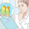 Uppfödning av lovebirds