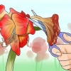 Får en amaryllis att blomma igen