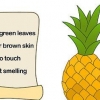 Odla en ananas