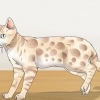 Identifiera en bengal