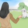 Tränar en bichon frisé