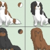 Att välja en cavalier king charles spaniel