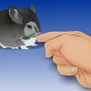Håller en chinchilla