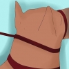 Att träna en doberman pinscher