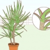 Att ta hand om en dracaena