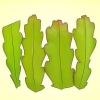 Odla en epiphyllum cactus