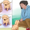 Att träna en golden retrievervalp
