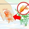 Återuppliva en guldfisk