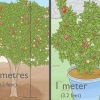 Plantera ett granatäppleträd