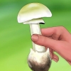 Känner igen en grön knölmanit