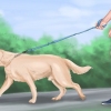 Lugnar en stor lekfull hund