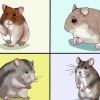Att välja en hamster