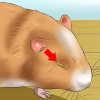 Att hjälpa en hamster med ett stängt öga