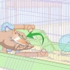 Lär en hamster tricks