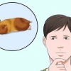Att få en hamster ur viloläget