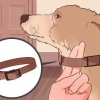 Hur man avtränar en hund att dra
