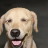 Hur man hindrar en hund från att hoppa upp på människor