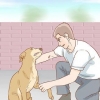 Hjälper en hund att återhämta sig från ett brutet ben