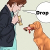Att lära en hund att hämta