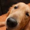 Massera en hund