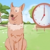 Att träna en hund att kissa ute