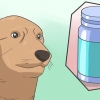 Bedöva en hund på ett säkert sätt