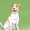 Att välja en jack russell valp